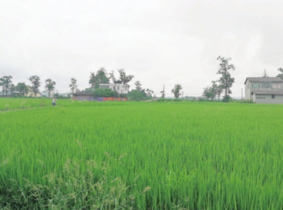 安居區(qū)打造現(xiàn)代農(nóng)業(yè)“安居樣板”