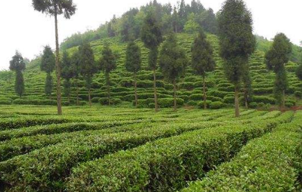 納雍縣八措施發(fā)展高山生態(tài)茶產(chǎn)業(yè) 助力脫貧攻堅