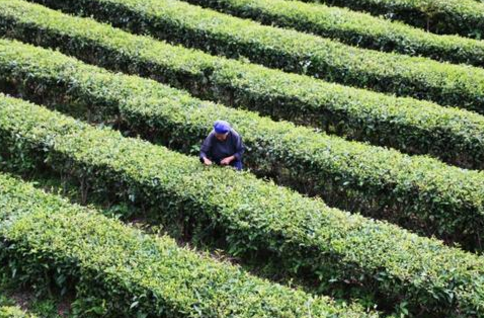 紫薇鎮(zhèn)：轉變發(fā)展方式 茶農(nóng)收入倍增