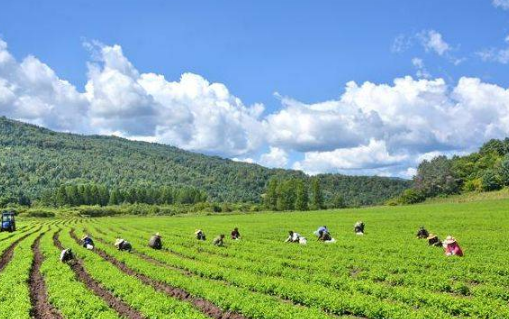 打好“綠色牌”，繪就雪城現(xiàn)代農(nóng)業(yè)新畫卷