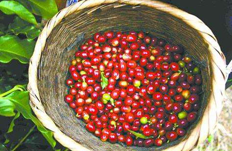 打造“綠色食品牌”讓農(nóng)村美起來農(nóng)民富起來