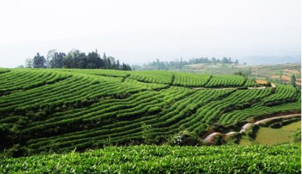 杭州市精準(zhǔn)幫扶恩施州茶產(chǎn)業(yè)發(fā)展打造脫貧致富典型樣板