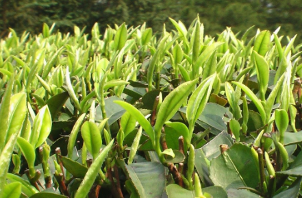 旺蒼縣綠色食品飲料產(chǎn)業(yè)初見成效