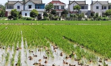 揚州探索實踐“稻田+”綜合種養(yǎng)新概念