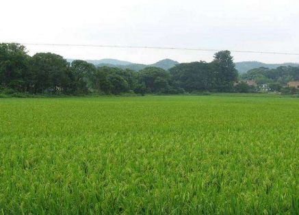 揚州有機農產品基地逾1.5萬畝 有機大米是最大宗的有機產品