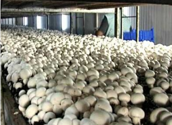 我市推進(jìn)食用菌產(chǎn)業(yè)長(zhǎng)足發(fā)展