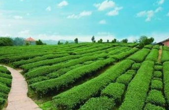 宣州做精做優(yōu)做強茶產(chǎn)業(yè)
