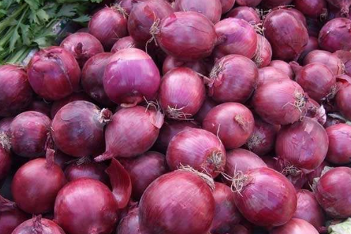 洋蔥的種植技術