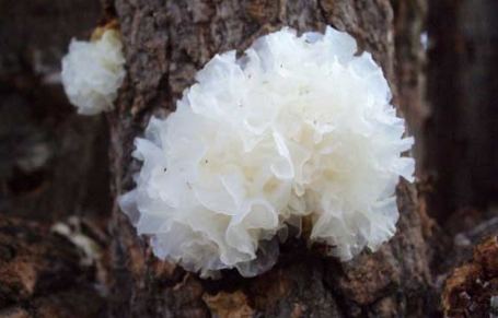 銀耳的栽培技術(shù)