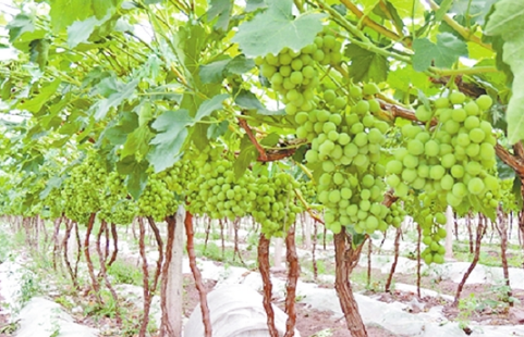 云南高標準農田建設助力打造“綠色食品牌”