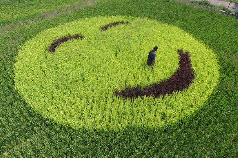 彩色水稻添彩美麗鄉(xiāng)村 湖州培育出多個(gè)彩色水稻新品系