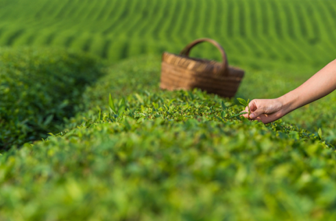 貴州省石阡縣茶產(chǎn)業(yè)-農(nóng)業(yè)主導者之一