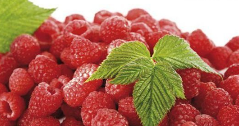 綠色食品樹(shù)莓有哪些好處