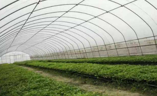 山東莘縣燕店鎮(zhèn)：推動(dòng)現(xiàn)代農(nóng)業(yè)集約高效發(fā)展