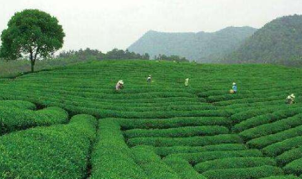 拓展產業(yè)空間促進農業(yè)增收 福建詔安升級八仙茶產業(yè)