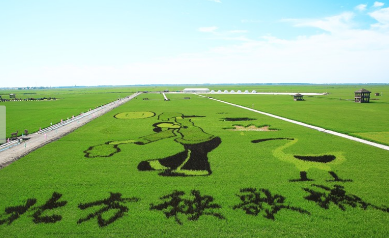 富錦市打造“稻海田園”綜合體 農(nóng)業(yè)旅游跨界玩出新花樣