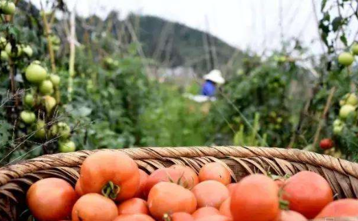 國(guó)家地理標(biāo)志農(nóng)產(chǎn)品貴州省有247個(gè)