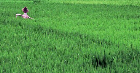 昆明打好“綠色食品牌” 將放心裝進“菜籃子”