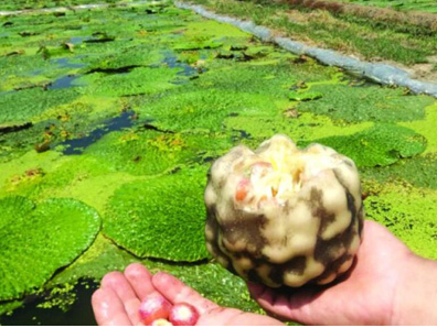 無(wú)錫：收獲時(shí)令美食雞頭米