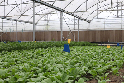 惠州蔬菜產(chǎn)業(yè)園入圍省級(jí)現(xiàn)代農(nóng)業(yè)產(chǎn)業(yè)園