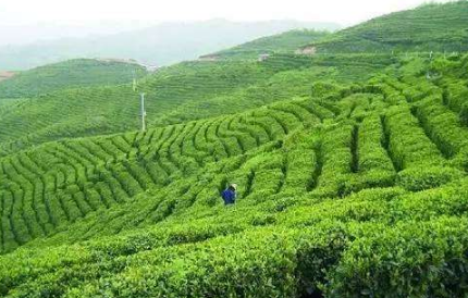 上半年梧州口岸茶葉出口同比增長14.3%