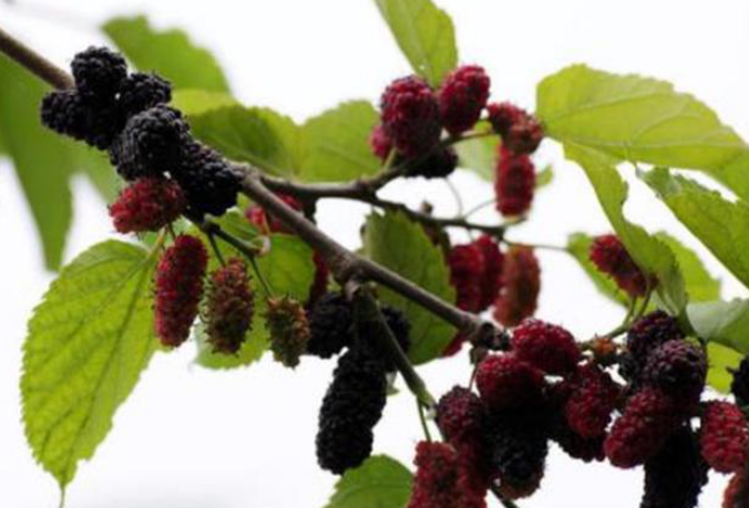 農(nóng)村這種果子，是純天然綠色食品，有補血養(yǎng)顏功效，你們認識嗎?