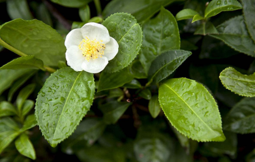 云南打造“云系”知名品牌 做強做大茶葉花卉等8大產(chǎn)業(yè)加工業(yè)