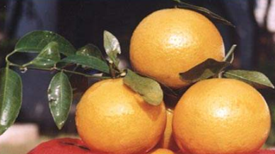 丹霞貢柑營養(yǎng)價值極高，綠色食品備受青睞