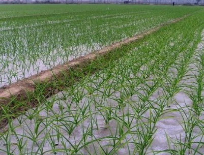 做好大蒜目標(biāo)價(jià)格保險(xiǎn) 服務(wù)金鄉(xiāng)現(xiàn)代農(nóng)業(yè)發(fā)展