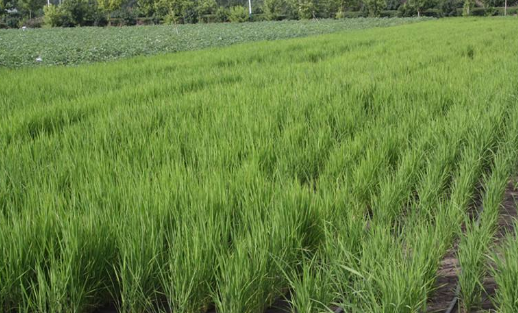 哈爾濱做大做強(qiáng)農(nóng)業(yè)觀(guān)光體驗(yàn)游