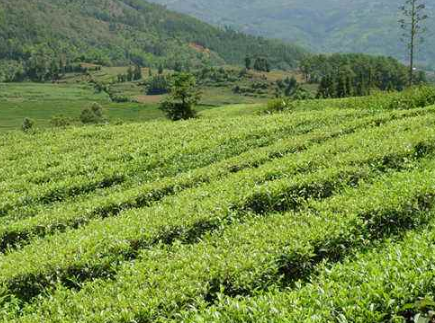 騰沖茶產(chǎn)業(yè)實施鄉(xiāng)村振興戰(zhàn)略 帶動農(nóng)民增收