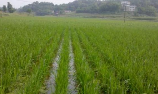 虎林50萬畝水稻全部達到綠色種植標準