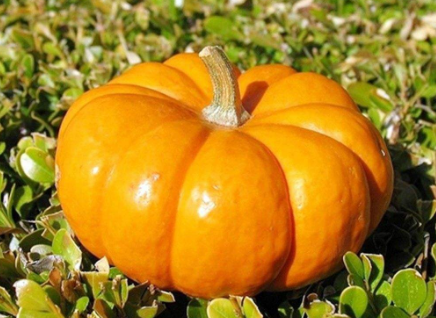 南瓜能促進(jìn)生長發(fā)育，給孩子多吃點(diǎn)吧!