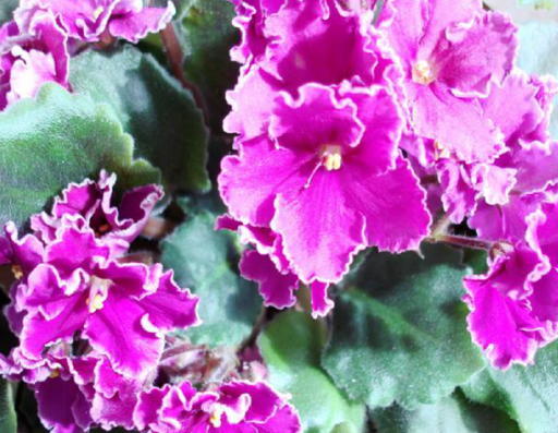 這兩種綠色植物很好養(yǎng)護(hù)，而且可以吸收揮發(fā)油脂!