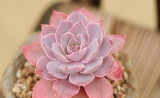 桌面植物護(hù)養(yǎng)的生活小技巧，讓綠色充盈你的生活，就是那么簡(jiǎn)單