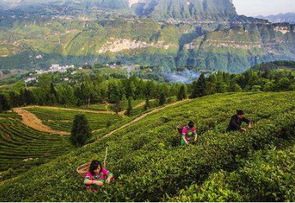 馬坡貢茶，恩施硒茶中的璀璨明珠