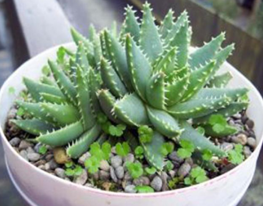 盤點五種可以凈化室內(nèi)空氣的綠色植物，很好養(yǎng)護