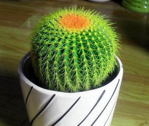 不怕輻射的植物，電腦桌上養(yǎng)一盆，綠色又養(yǎng)眼!