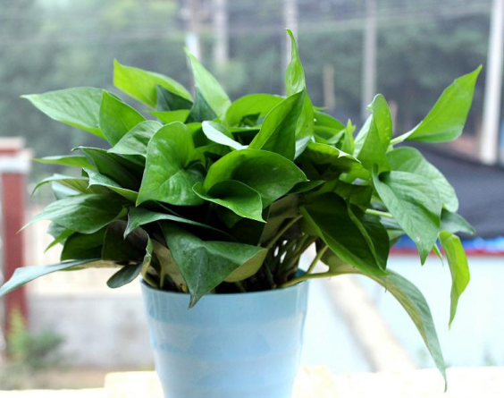 不怕輻射的植物，電腦桌上養(yǎng)一盆，綠色又養(yǎng)眼!