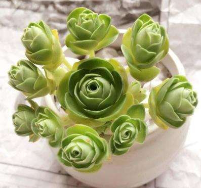 不怕輻射的植物，電腦桌上養(yǎng)一盆，綠色又養(yǎng)眼!