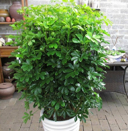 不怕輻射的植物，電腦桌上養(yǎng)一盆，綠色又養(yǎng)眼!