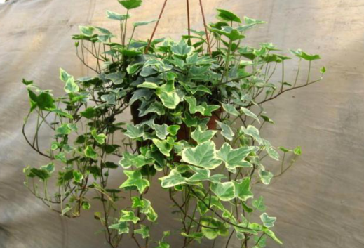 美化環(huán)境去除異味吸收油煙，這7種植物放在廚房，滿(mǎn)足你的需求