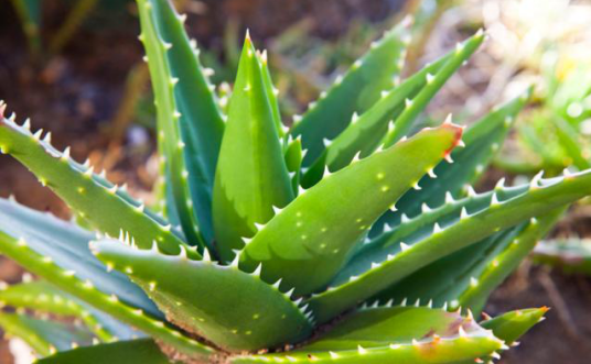 美化環(huán)境去除異味吸收油煙，這7種植物放在廚房，滿(mǎn)足你的需求