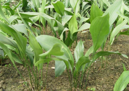 美化環(huán)境去除異味吸收油煙，這7種植物放在廚房，滿(mǎn)足你的需求