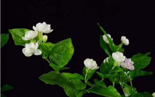 美化環(huán)境去除異味吸收油煙，這7種植物放在廚房，滿(mǎn)足你的需求