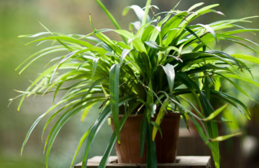 美化環(huán)境去除異味吸收油煙，這7種植物放在廚房，滿(mǎn)足你的需求