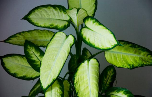 美化環(huán)境去除異味吸收油煙，這7種植物放在廚房，滿(mǎn)足你的需求