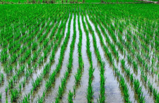 農民要想水稻種的效益好，這3個方面要知道，豐收就會收益高!