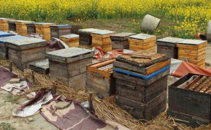 “務川蜂蜜”申請農(nóng)產(chǎn)品地理標志登記通過專家審定