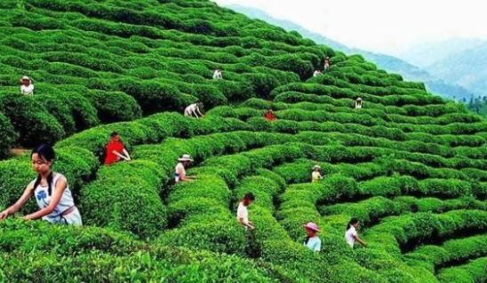 2022年云南茶產業(yè)綜合產值將超1200億元